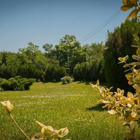 Forest Visoko
